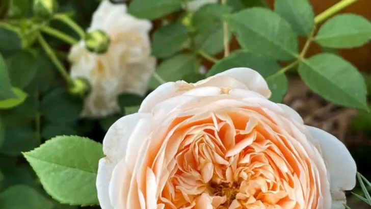16 Rose Varieties That Bloom Nonstop (And Smell Like a Dream)