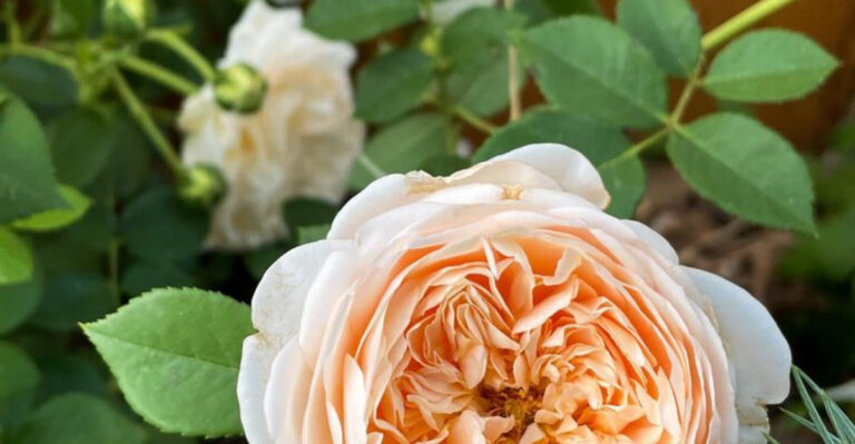 16 Rose Varieties That Bloom Nonstop (And Smell Like a Dream)