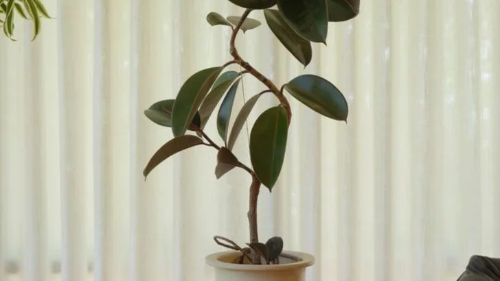 16 Shade-Loving Plants That Actually Thrive in Corners