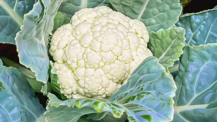 16 Summer Fruits and Vegetables You Can Plant Now for a Fall Harvest