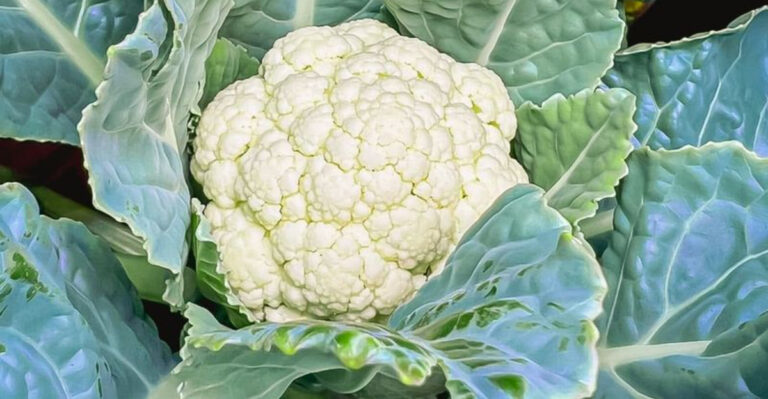 16 Summer Fruits and Vegetables You Can Plant Now for a Fall Harvest
