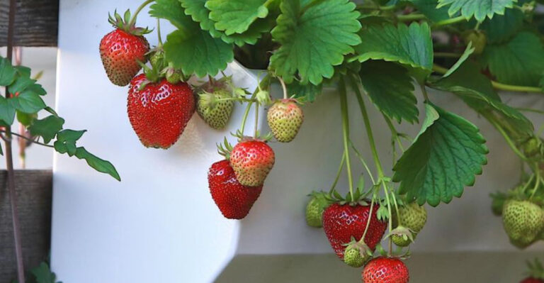 16 Summer Fruits and Veggies You Can Grow in Containers on Your Balcony