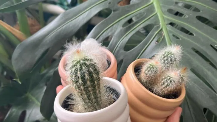 16 Summer-Ready Indoor Plants That Actually Like the Heat