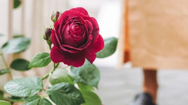 16 Things You Never Knew Roses Could Do (Beyond Looking Pretty)
