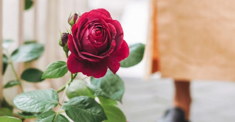 16 Things You Never Knew Roses Could Do (Beyond Looking Pretty)