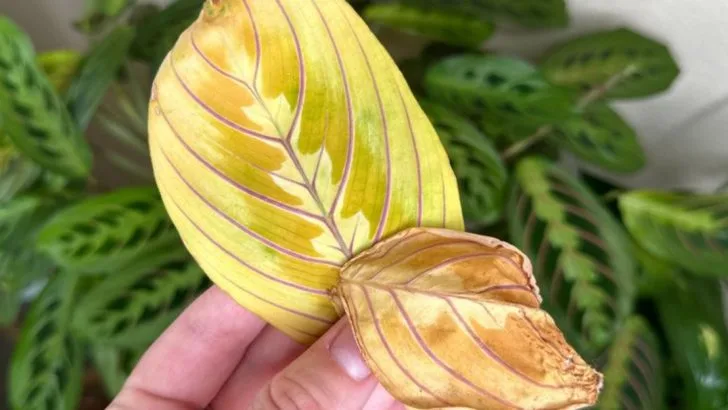 16 Times Plants ‘Talked’ to Gardeners (And What They Meant)