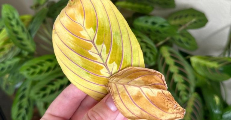 16 Times Plants ‘Talked’ to Gardeners (And What They Meant)