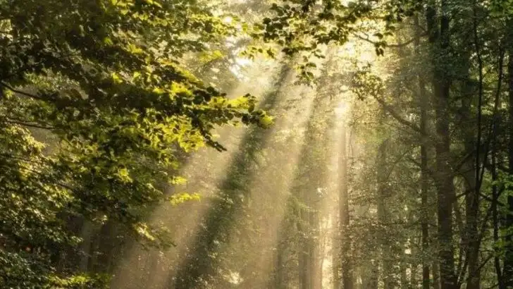 16 Tiny Garden Moments That Make You Forget You’re Still at Home