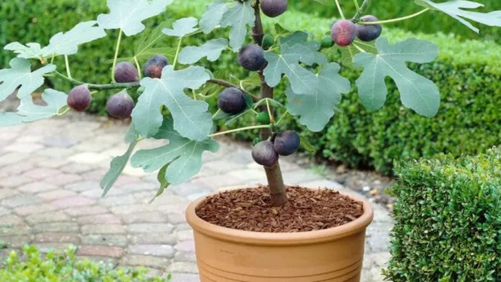 16 Trees You Can Grow in Pots—Perfect for Tiny Patios or Balconies