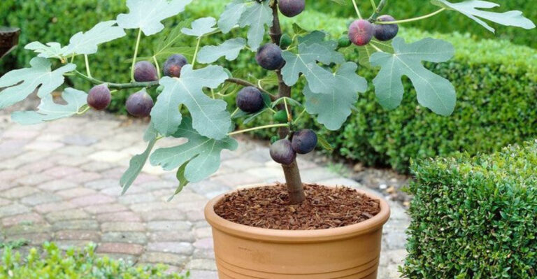 16 Trees You Can Grow in Pots—Perfect for Tiny Patios or Balconies