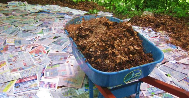 16 Tricks to Keep Weeds Away Without Ever Pulling Them