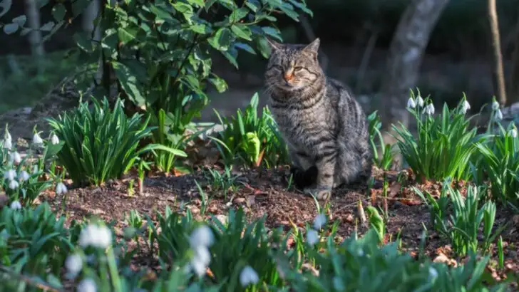 16 Unexpected Ways Gardeners Use Coffee Grounds for Healthier Plants