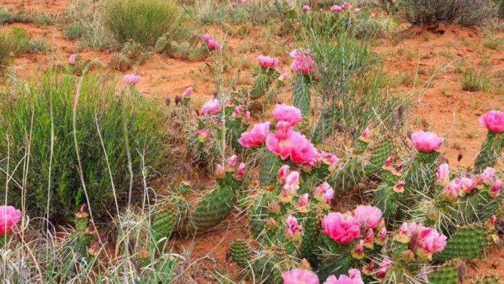 13 Unusual Places Where Plants Steal the Show (And Nobody Tells You About)