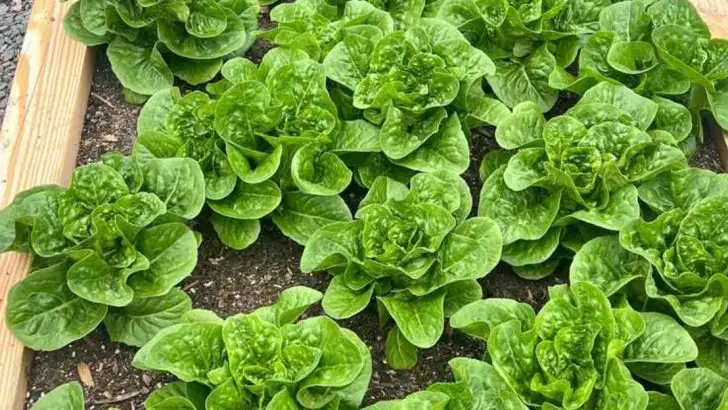 16 Vegetables You Can Still Plant in June for a Late Summer Harvest