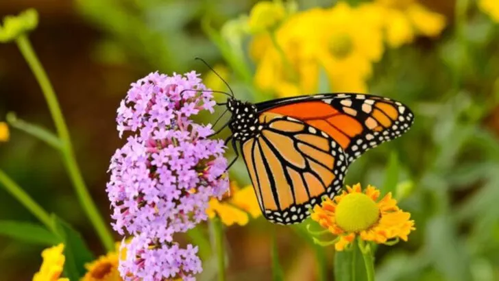 16 Ways to Create a Pollinator-Friendly Garden This Summer