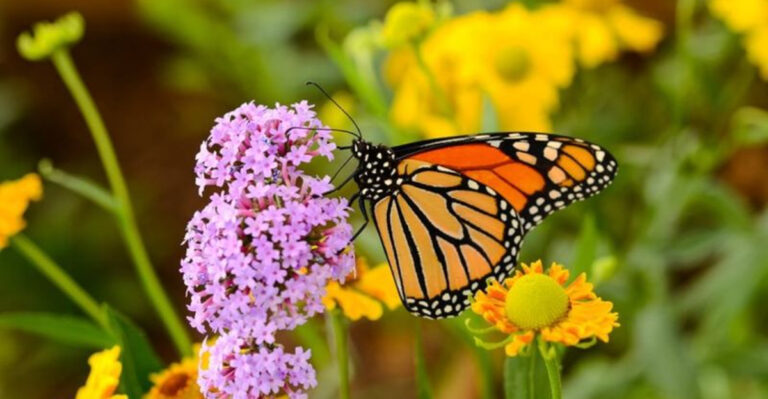 16 Ways to Create a Pollinator-Friendly Garden This Summer