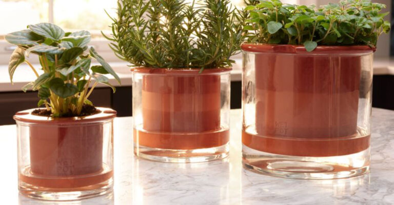 17 Clever Plant Hacks That Save Water and Boost Growth This Summer