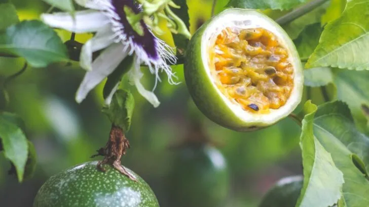 17 Climbing Edibles That Turn Fences Into Vertical Feasts