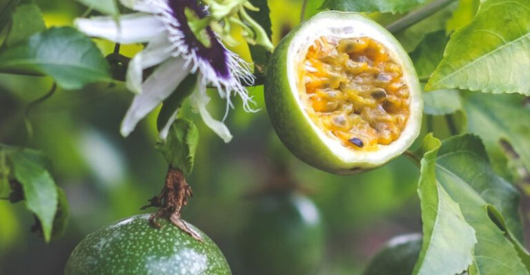 17 Climbing Edibles That Turn Fences Into Vertical Feasts
