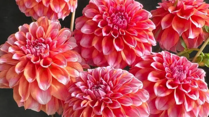 17 Color-Changing Flowers That Make Your Garden Look Alive