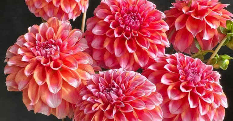 17 Color-Changing Flowers That Make Your Garden Look Alive