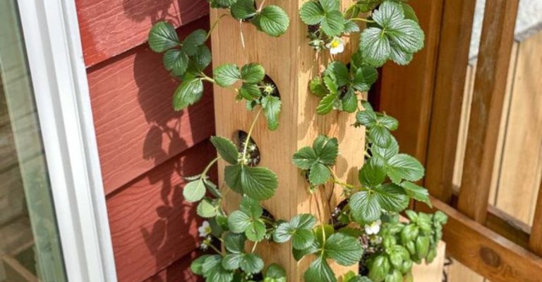 17 Creative Ways to Grow Food Without a Garden