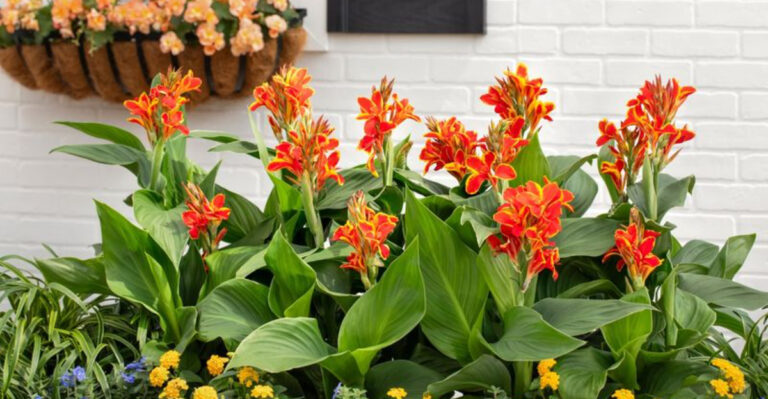 17 Drought-Tolerant Plants That Bloom Like They Live in the Tropics