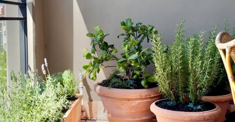 17 Easy Plants to Grow on a Sunny Balcony (Even If You’re Not Home Much)
