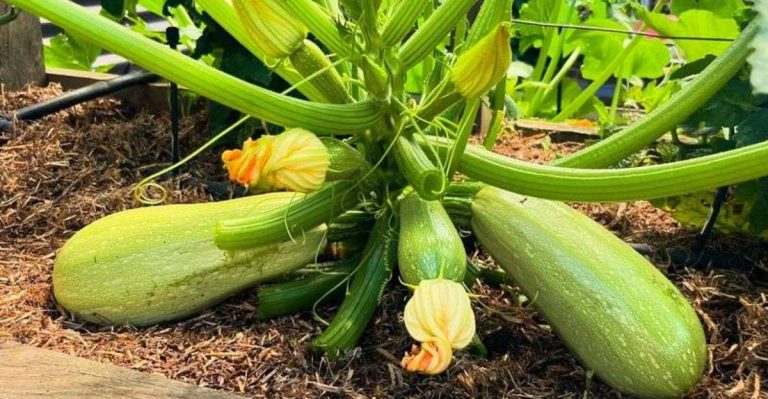 17 Easy-to-Grow Vegetables Ready to Harvest by July