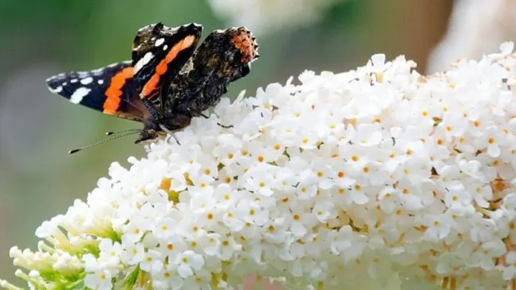 17 Flowers That Attract Butterflies but Not Bees