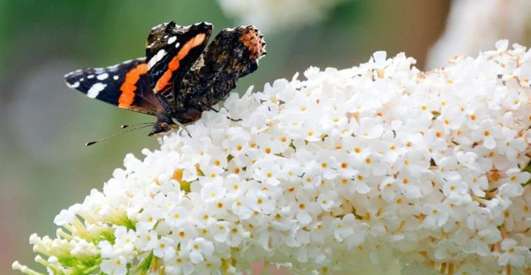 17 Flowers That Attract Butterflies but Not Bees