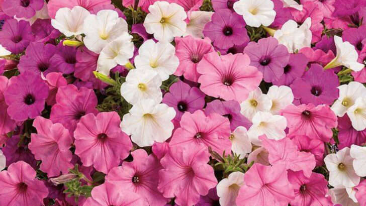 17 Flowers That Attract Hummingbirds and Butterflies Effortlessly