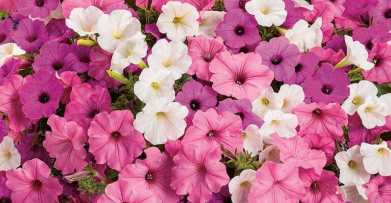17 Flowers That Attract Hummingbirds and Butterflies Effortlessly