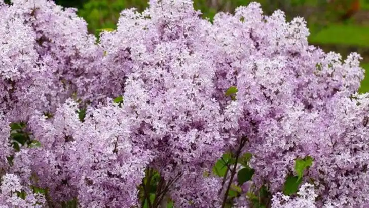 17 Fragrant Garden Plants That Attract Pollinators Day & Night