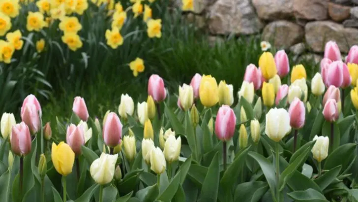 17 Garden Combos That Look Like You Hired a Landscape Designer