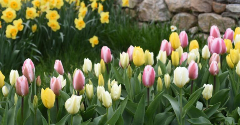 17 Garden Combos That Look Like You Hired a Landscape Designer