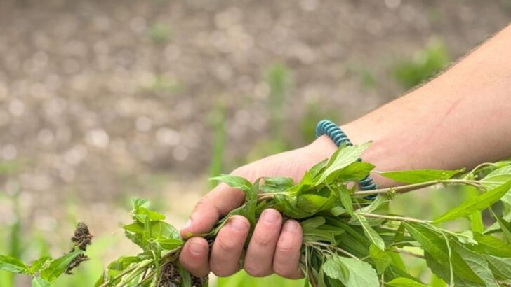 17 Garden Mistakes You Don’t Know You’re Making (But Your Plants Do)