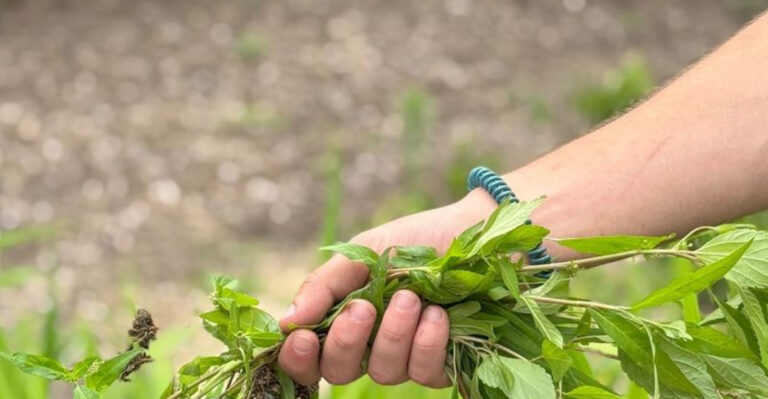 17 Garden Mistakes You Don’t Know You’re Making (But Your Plants Do)
