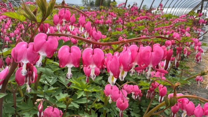 17 Garden Plants That Only Get Prettier Year After Year