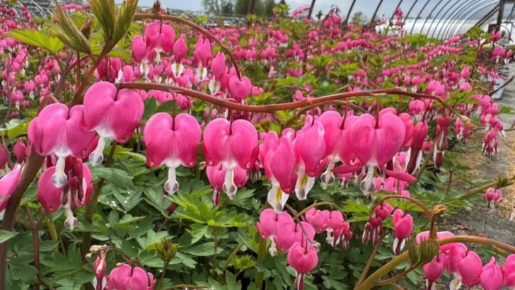 17 Garden Plants That Only Get Prettier Year After Year