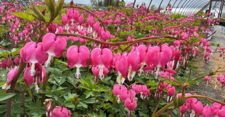 17 Garden Plants That Only Get Prettier Year After Year