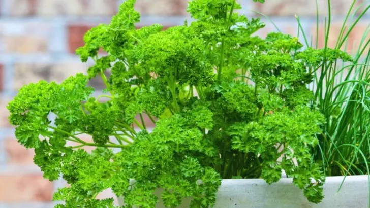 17 Herbs That Keep Growing Back No Matter How Much You Use Them