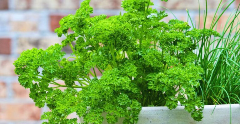 17 Herbs That Keep Growing Back No Matter How Much You Use Them