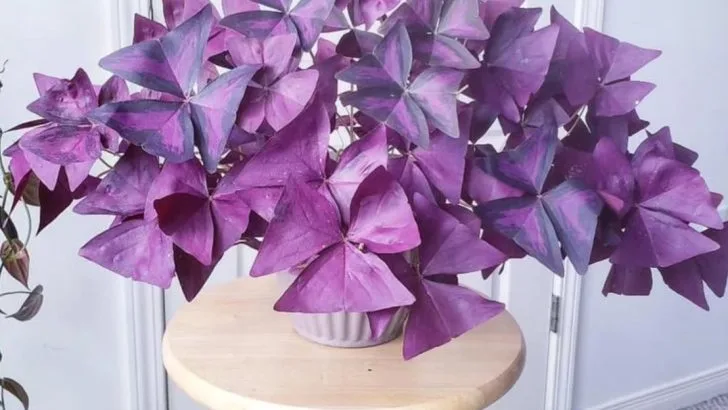 17 Houseplants That Change Color Depending on the Light