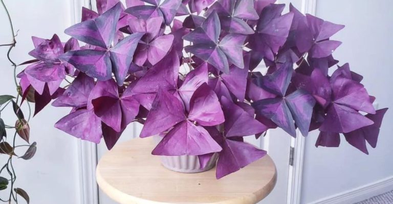 17 Houseplants That Change Color Depending on the Light