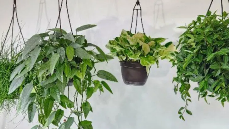 17 Indoor Greenery Ideas That Look Effortless (But Aren’t)