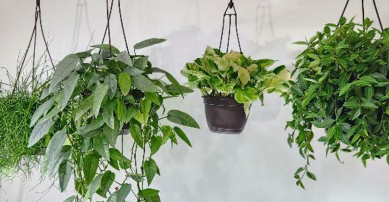 17 Indoor Greenery Ideas That Look Effortless (But Aren’t)