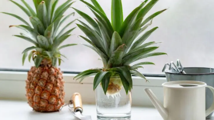 17 Kitchen Scraps That Magically Turn Into Edible Plants