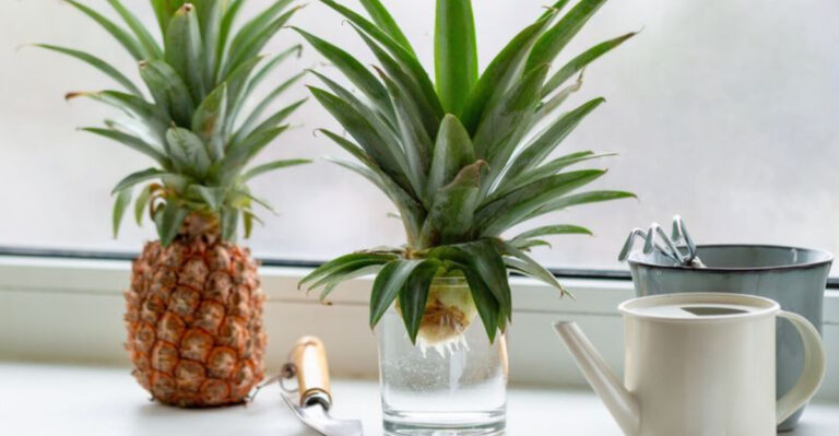 17 Kitchen Scraps That Magically Turn Into Edible Plants