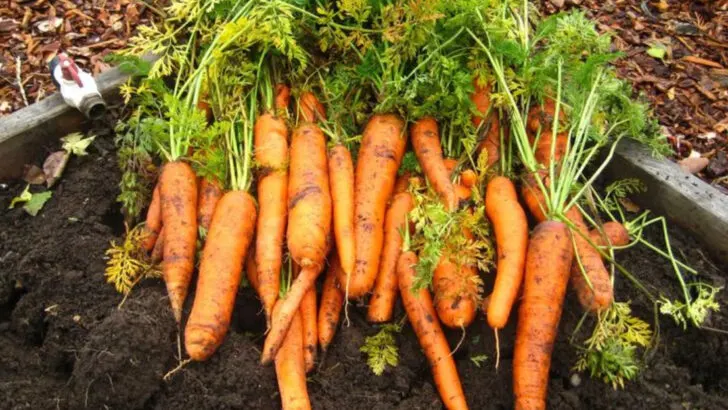 17 Late-August Crops You Can Sow for a Fall Feast